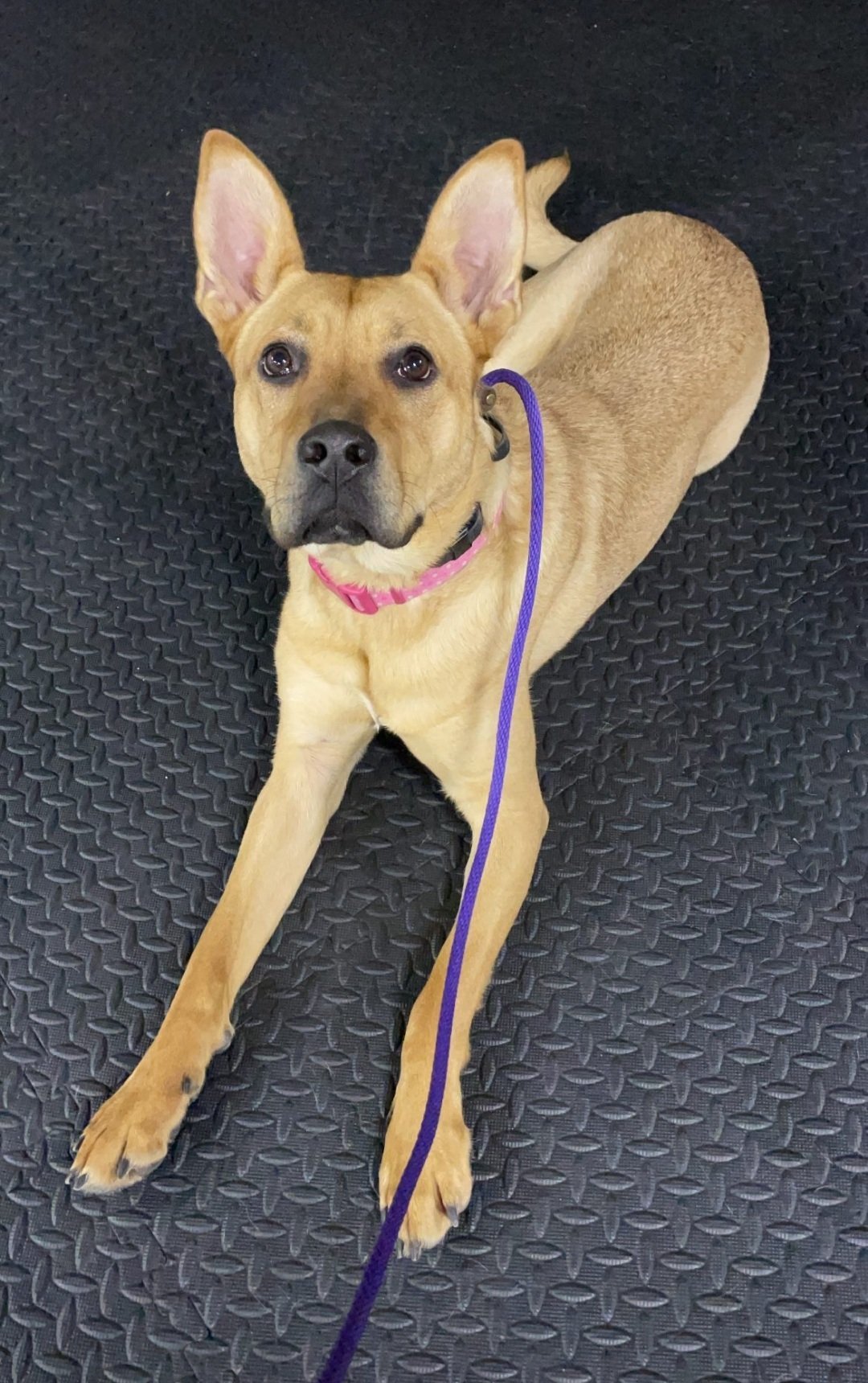 Sassy, an adoptable Carolina Dog, German Shepherd Dog in Lockport, NY, 14095 | Photo Image 2