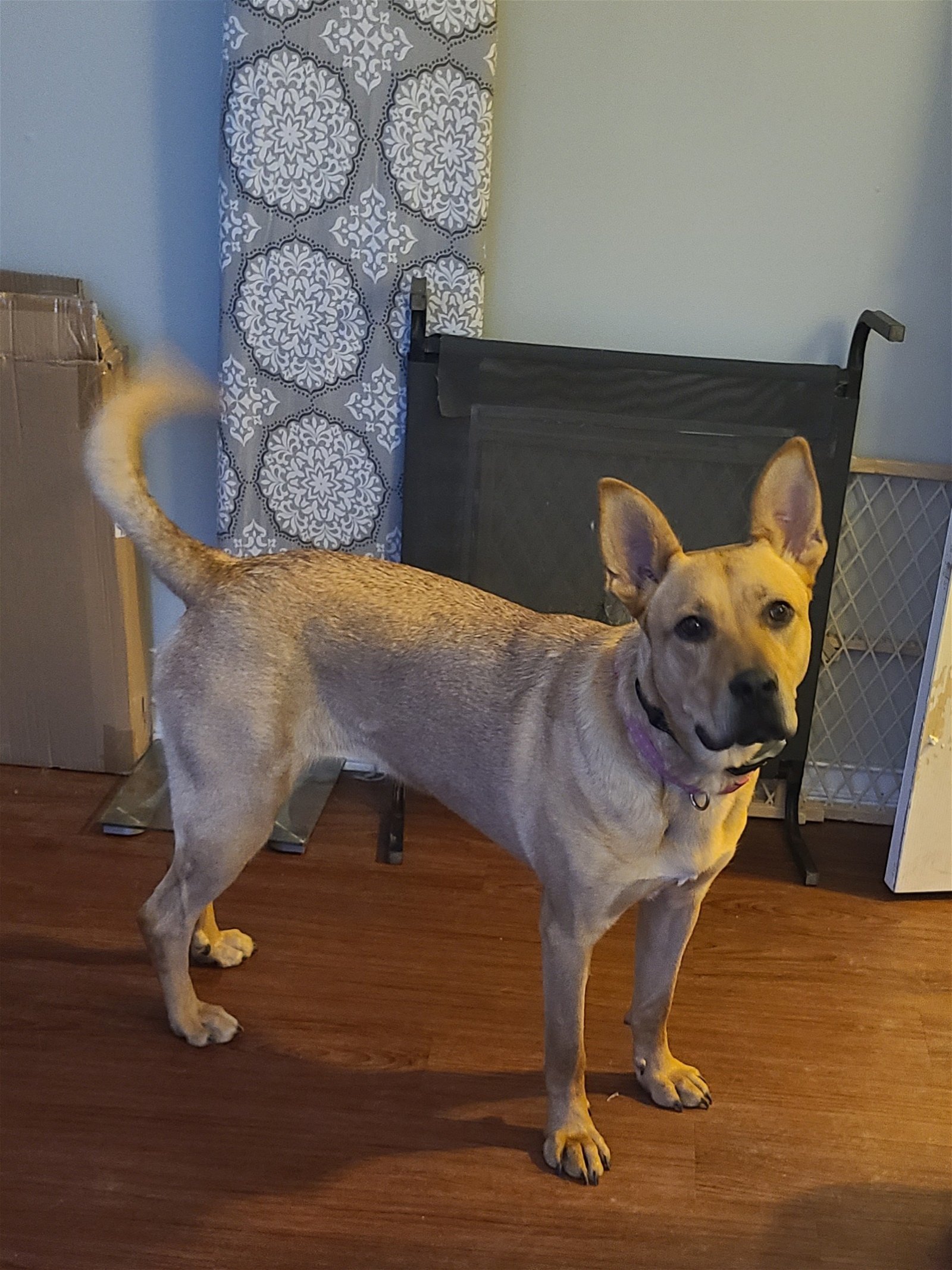 Sassy, an adoptable Carolina Dog, German Shepherd Dog in Lockport, NY, 14095 | Photo Image 3