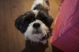 Kobe - jolly and sweet shih tzu