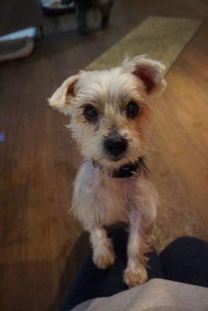 Jack - affectionate and loving yorkie