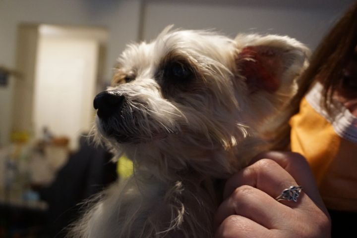Jack - affectionate and loving yorkie 5