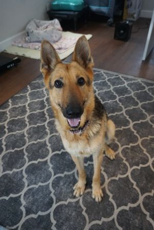 Jeni - courageous and ball obsessed shepherd