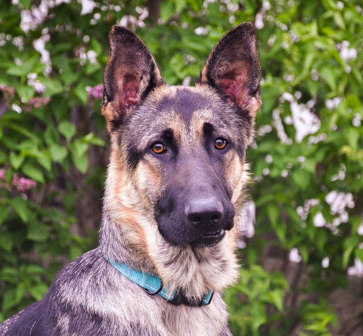 Dog For Adoption Cooper A German Shepherd Dog In Yakima Wa Petfinder