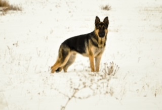 COOPER, an adoptable German Shepherd Dog in Yakima, WA_image-3