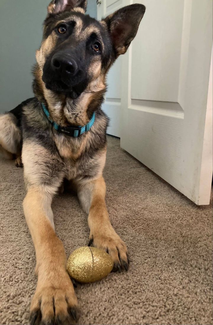 Dog For Adoption Cooper A German Shepherd Dog In Yakima Wa Petfinder