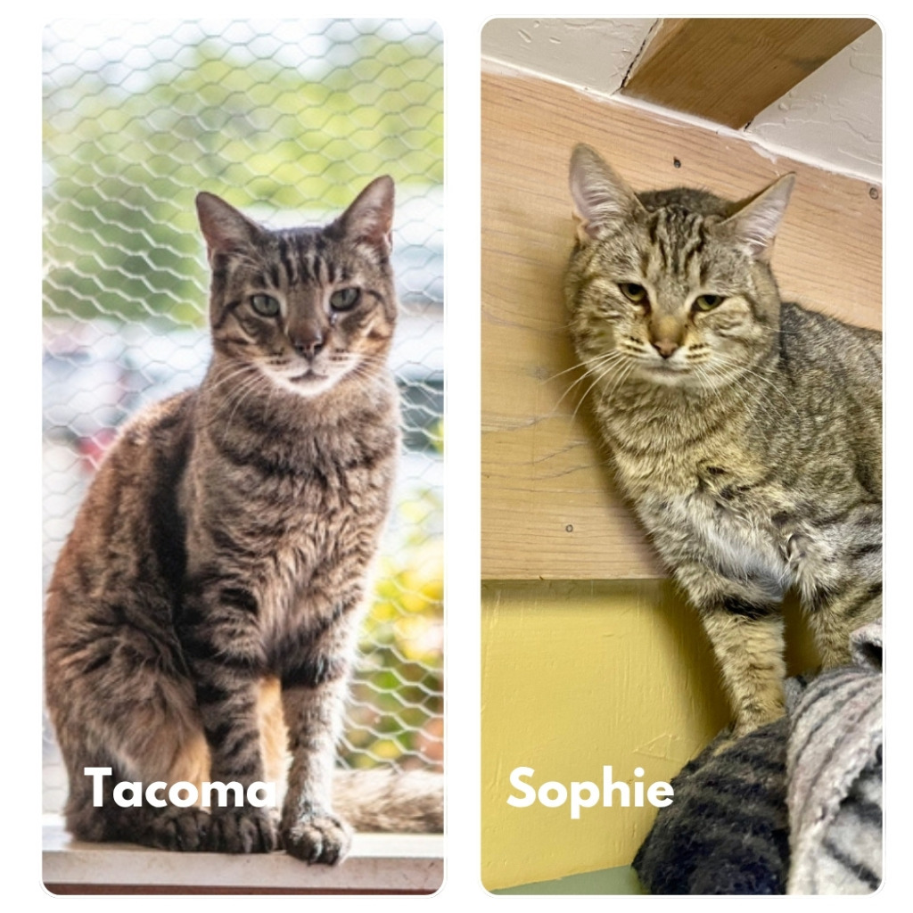 Sophie, an adoptable Domestic Short Hair in Napa, CA, 94559 | Photo Image 1