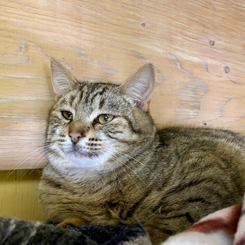 Sophie, an adoptable Domestic Short Hair in Napa, CA, 94559 | Photo Image 4