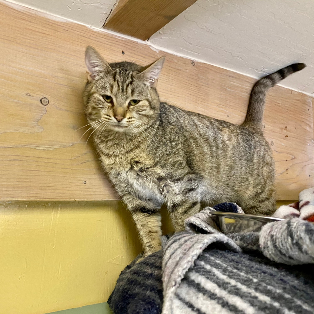 Sophie, an adoptable Domestic Short Hair in Napa, CA, 94559 | Photo Image 5