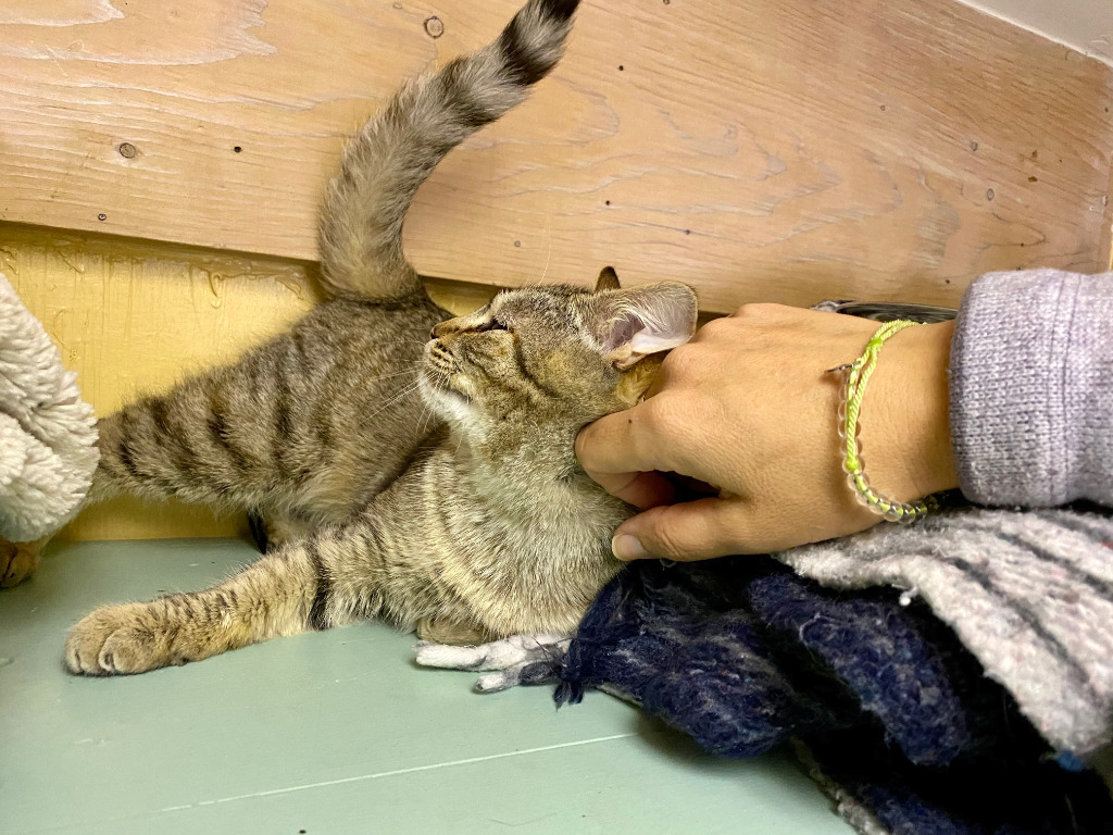Sophie, an adoptable Domestic Short Hair in Napa, CA, 94559 | Photo Image 6