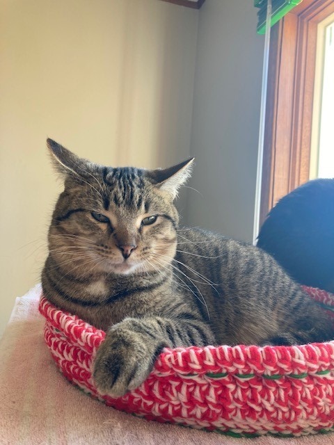 Sandy, an adoptable Domestic Short Hair in Algona, IA, 50511 | Photo Image 1