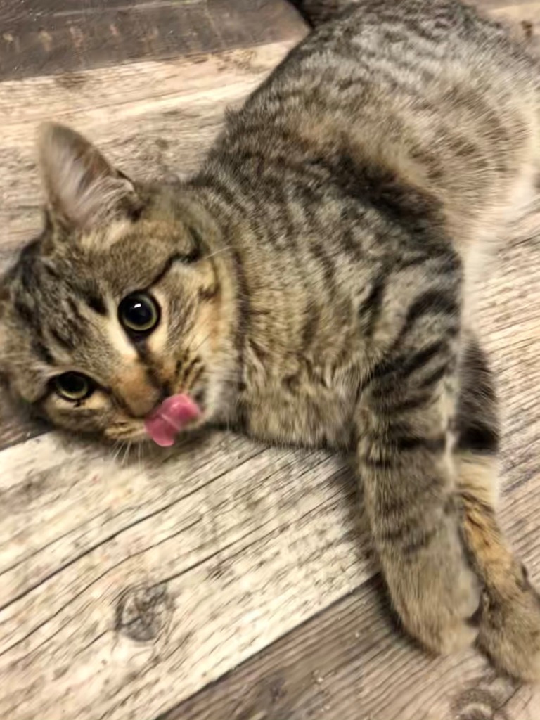 Sandy, an adoptable Domestic Short Hair in Algona, IA, 50511 | Photo Image 2