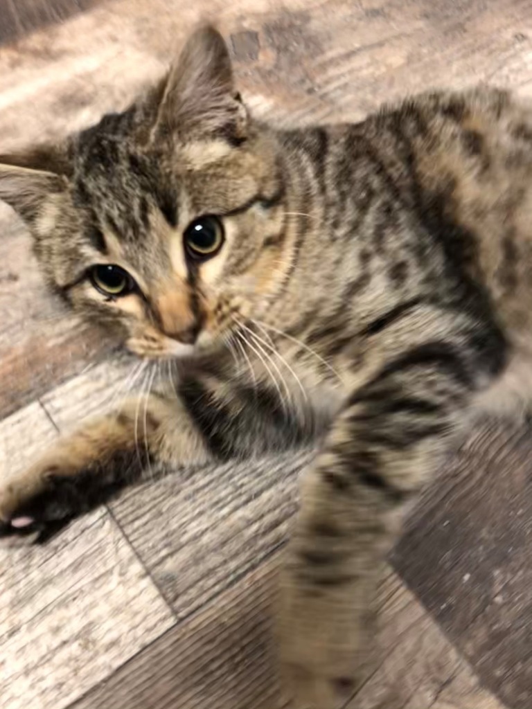 Sandy, an adoptable Domestic Short Hair in Algona, IA, 50511 | Photo Image 3