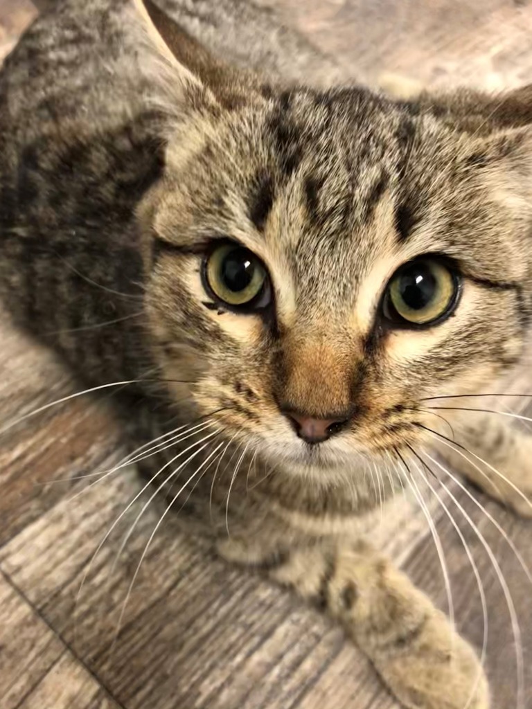 Sandy, an adoptable Domestic Short Hair in Algona, IA, 50511 | Photo Image 4