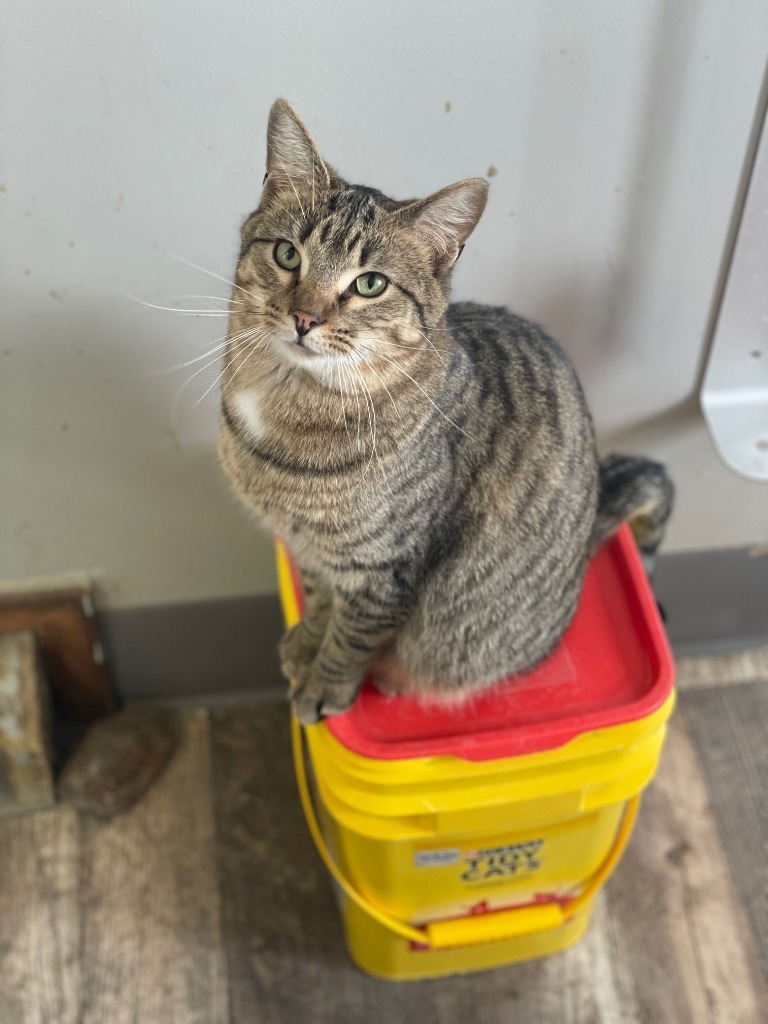 Sandy, an adoptable Domestic Short Hair in Algona, IA, 50511 | Photo Image 5