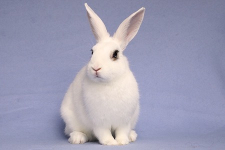 Liza, an adoptable Bunny Rabbit in Scotts Valley, CA_image-2