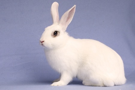 Liza, an adoptable Bunny Rabbit in Scotts Valley, CA_image-3