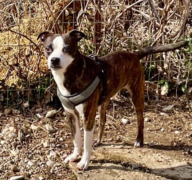 Dog For Adoption Statler A Boston Terrier Mix In Cincinnati Oh Petfinder