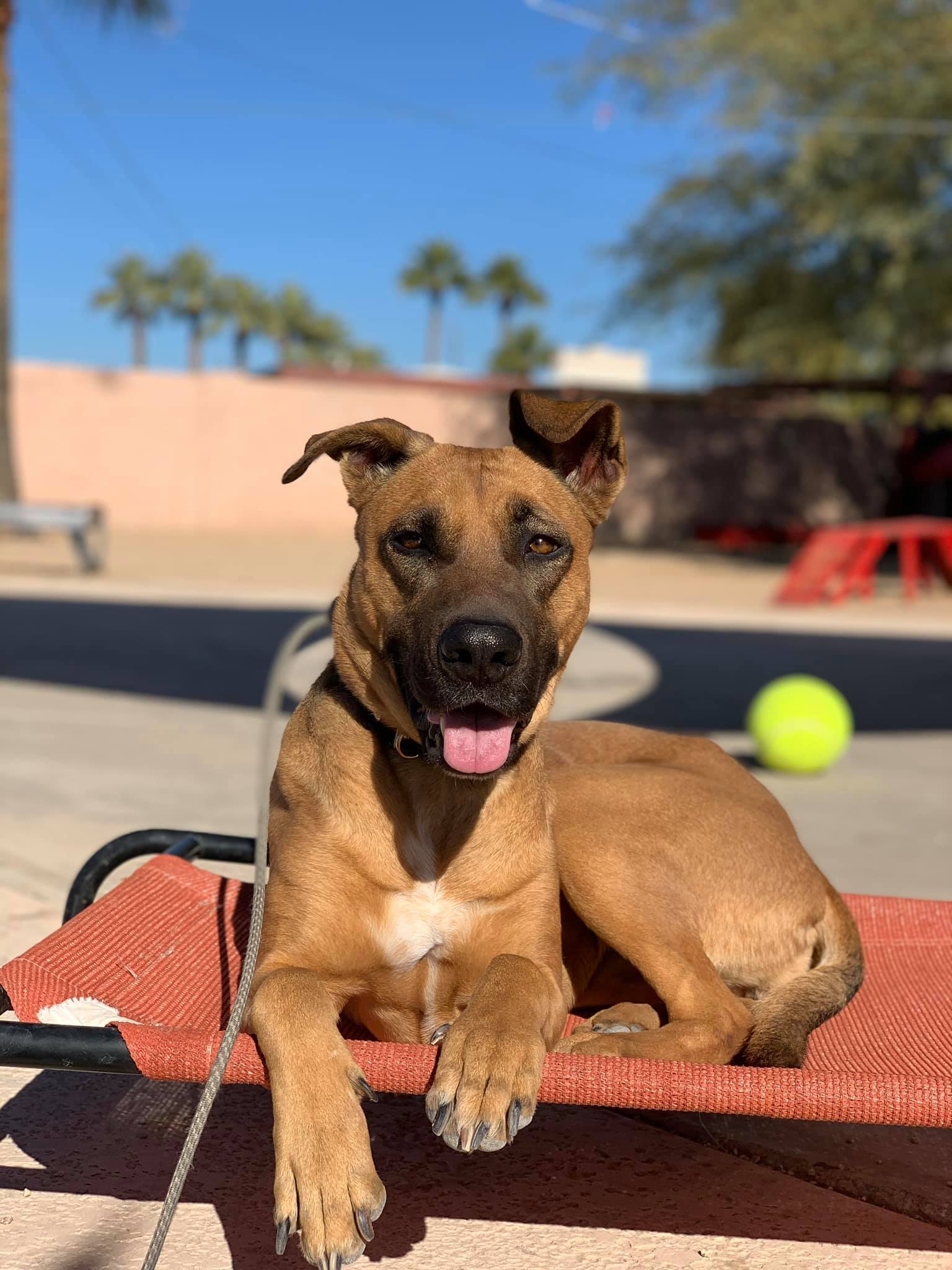 Kira~Shakira, an adoptable Belgian Shepherd / Malinois in Phoenix, AZ, 85028 | Photo Image 1