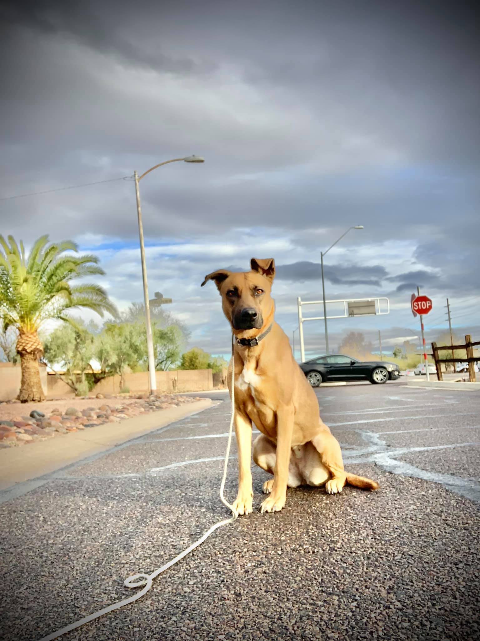 Kira~Shakira, an adoptable Belgian Shepherd / Malinois in Phoenix, AZ, 85028 | Photo Image 3