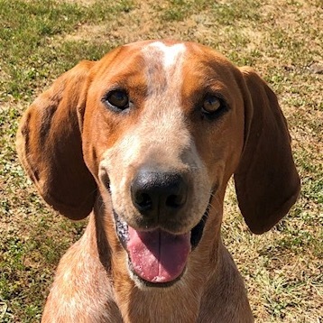 Sarge, an adoptable Coonhound in Auburn, NE, 68305 | Photo Image 1