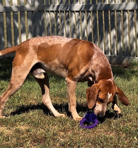 Sarge, an adoptable Coonhound in Auburn, NE, 68305 | Photo Image 2