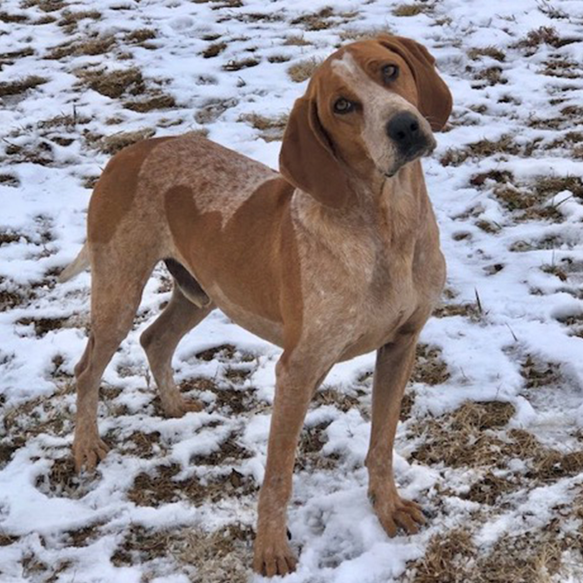 Sarge, an adoptable Coonhound in Auburn, NE, 68305 | Photo Image 3