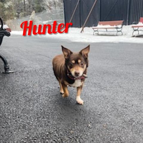 Hunter 4