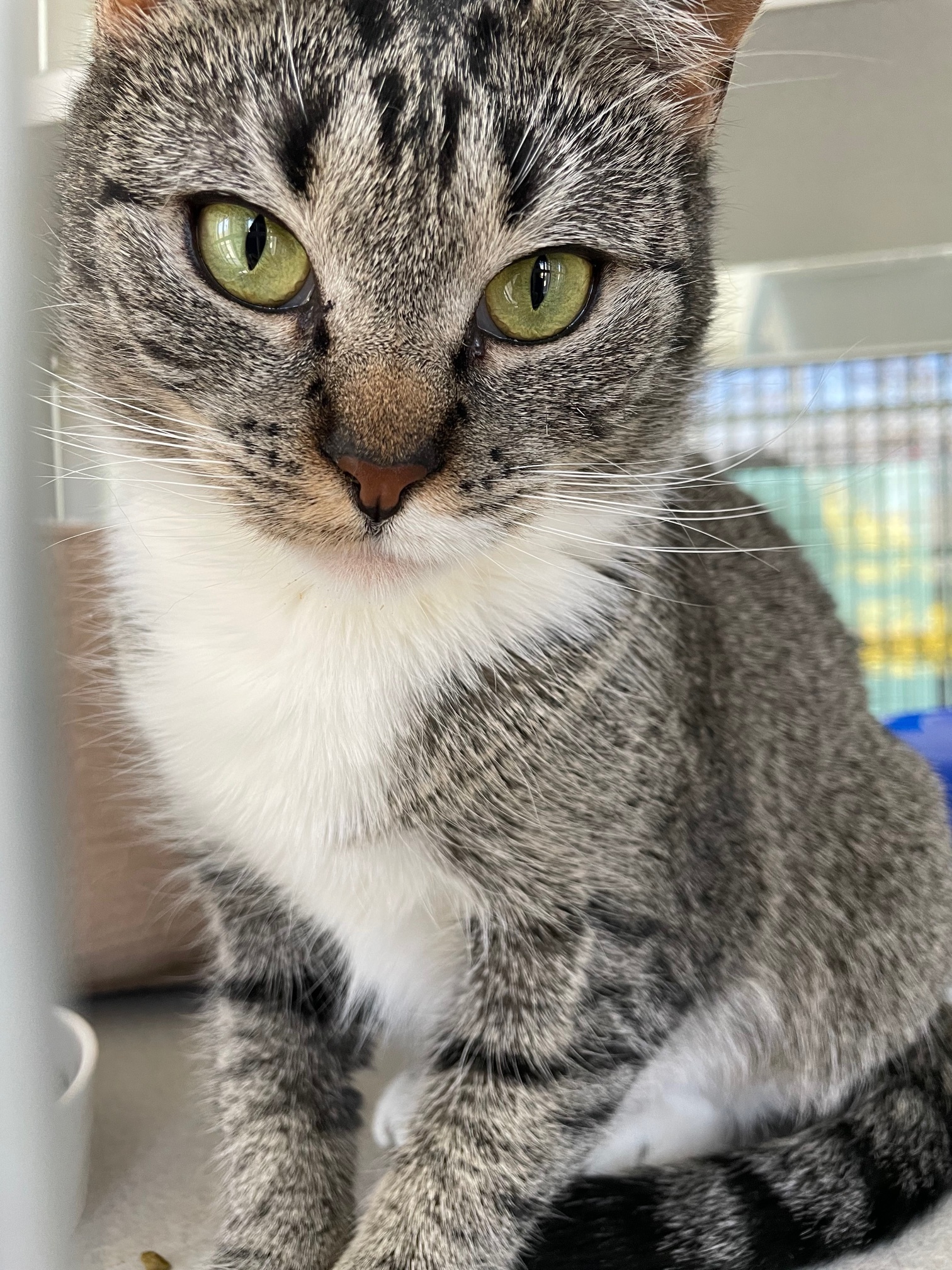 Cat for adoption - Rain, a Tabby in West Milford, NJ ...