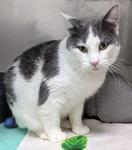 Kona, an adoptable Domestic Short Hair in New Ulm, MN, 56073 | Photo Image 1