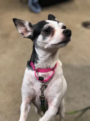 Sophie, an adopted Chihuahua Mix in Annapolis, MD_image-1