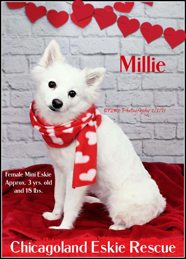 Millie, an adopted American Eskimo Dog in Elmhurst, IL_image-1