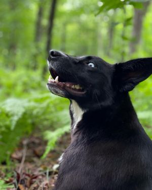 Ebba Labrador Retriever Dog