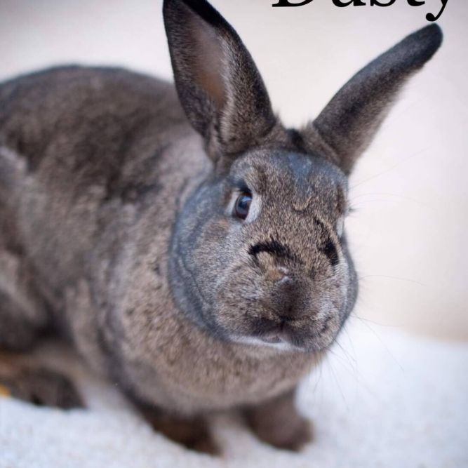 Dusty