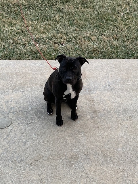 Wendy/Courtesy Posting!, an adoptable Pit Bull Terrier in Saint Charles, MO_image-2