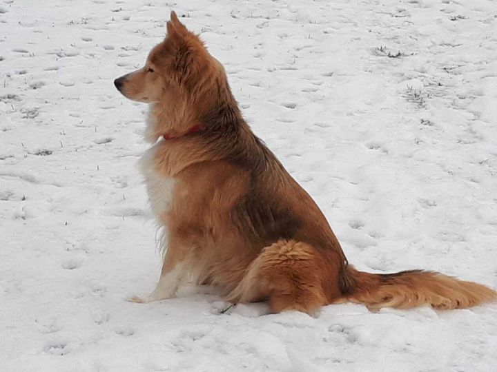 Dog For Adoption Sarah A Border Collie Golden Retriever Mix In Strathroy On Petfinder