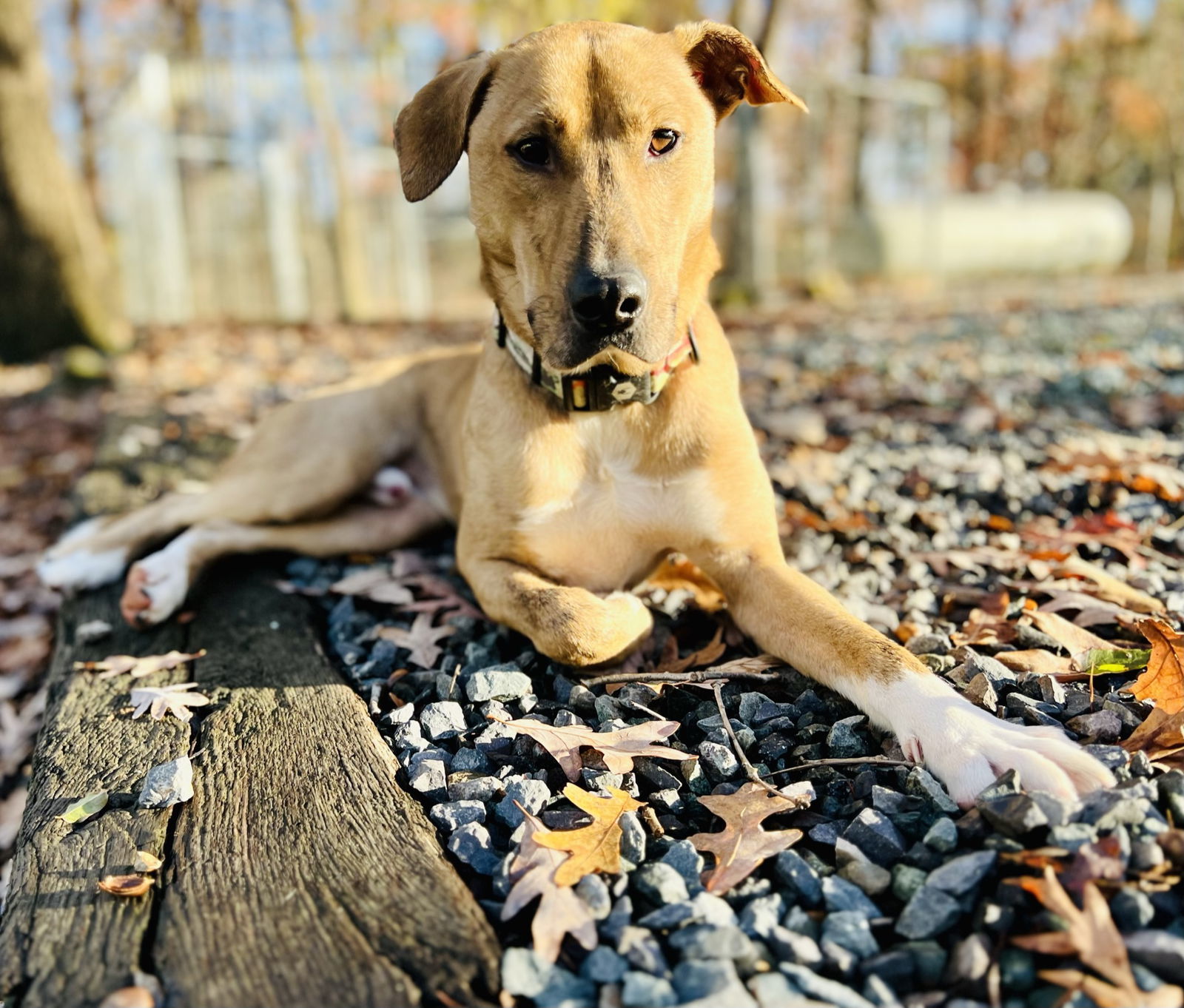 Mojo Jojo (In Foster), an adoptable Hound in Sanford, NC, 27330 | Photo Image 1