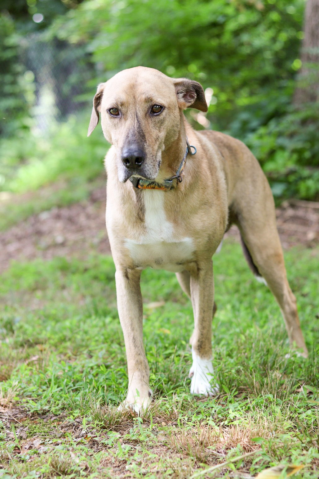 Mojo Jojo (Foster Animal), an adoptable Hound in Sanford, NC, 27330 | Photo Image 2