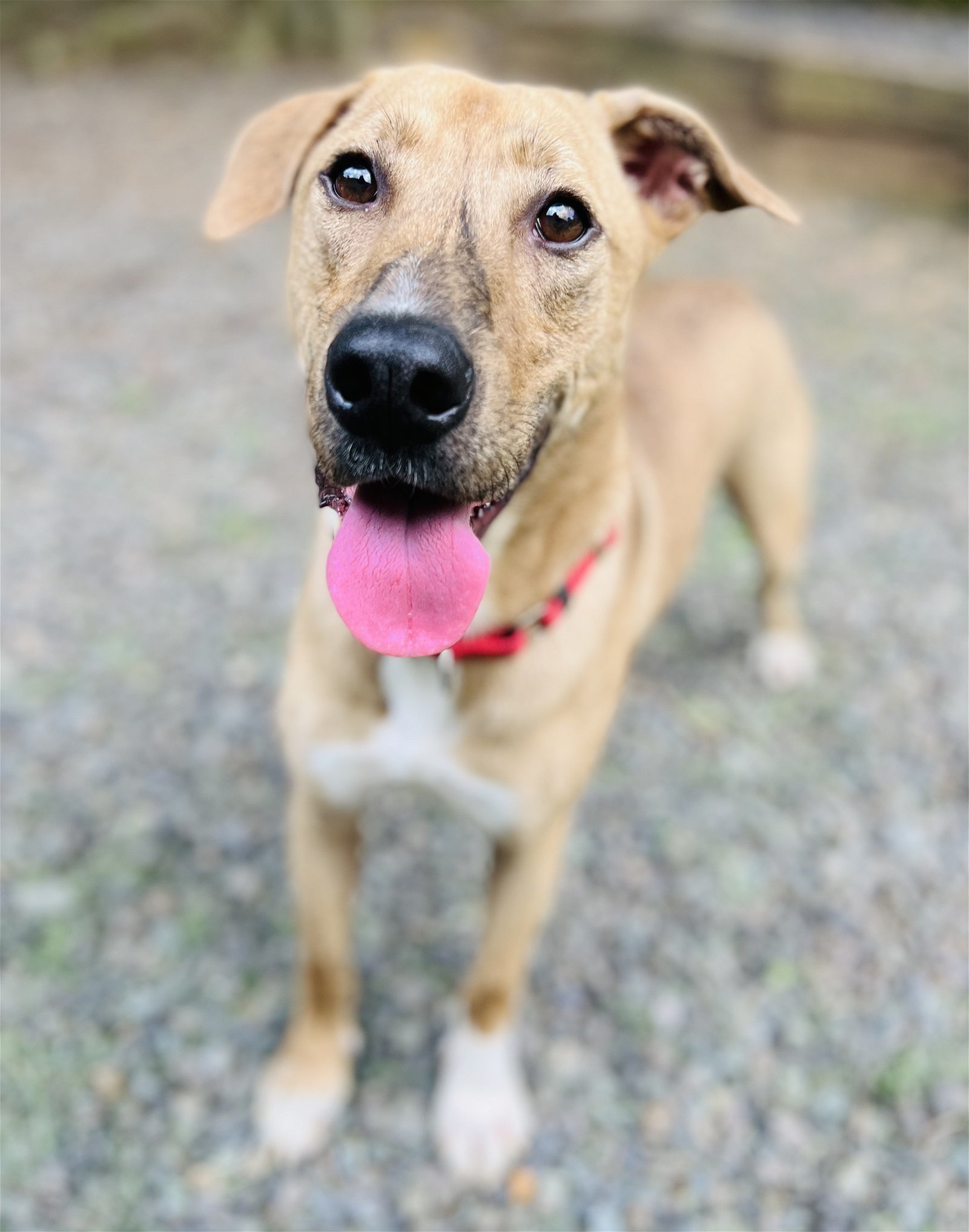 Mojo Jojo (In Foster), an adoptable Hound in Sanford, NC, 27330 | Photo Image 3