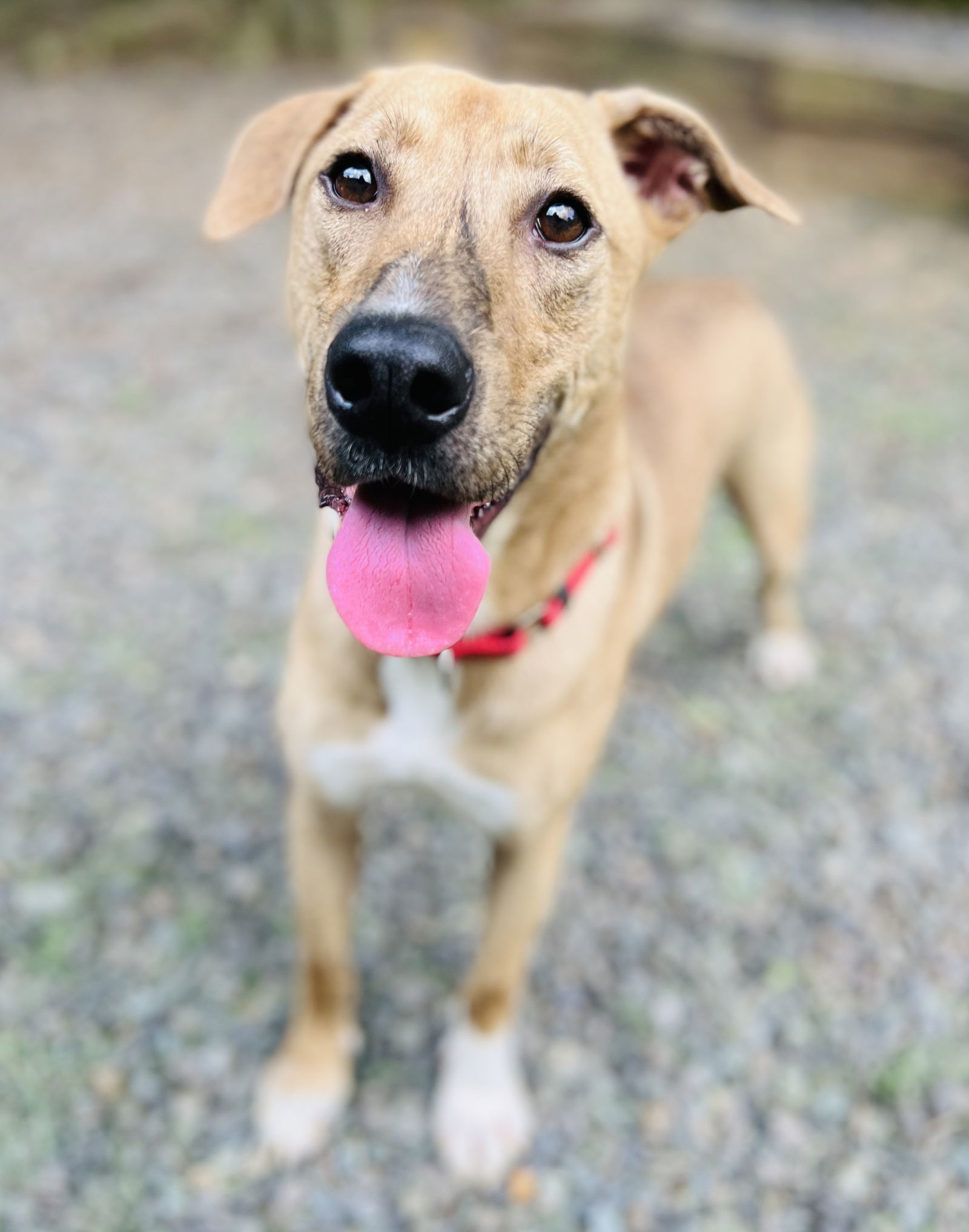 Mojo Jojo (Foster Animal), an adoptable Hound in Sanford, NC, 27330 | Photo Image 3