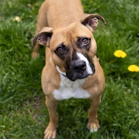 Nobles, an adoptable Boxer in Bedford, NH, 03110 | Photo Image 3