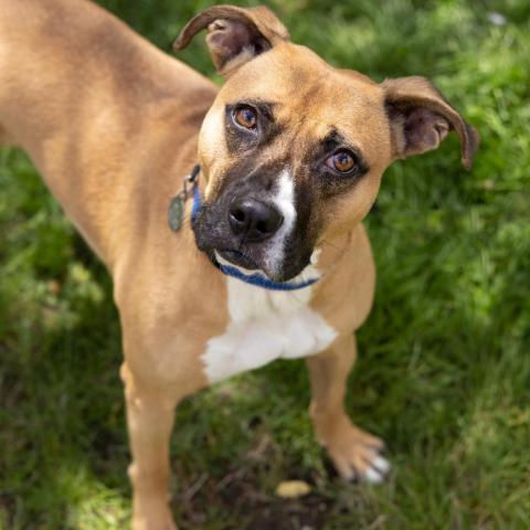 Nobles, an adoptable Boxer in Bedford, NH, 03110 | Photo Image 4