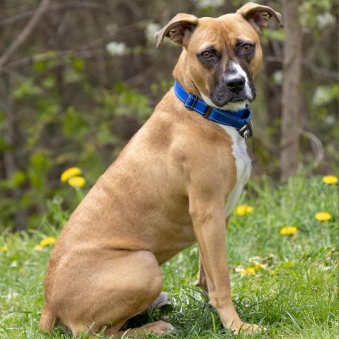 Nobles, an adoptable Boxer in Bedford, NH, 03110 | Photo Image 6