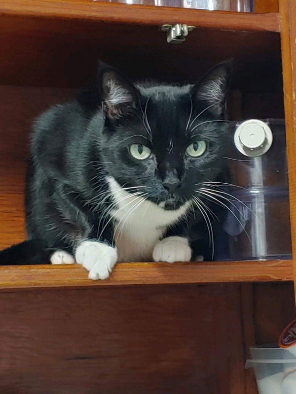 Marla, an adoptable Tuxedo, Domestic Short Hair in Ocala, FL, 34482 | Photo Image 1