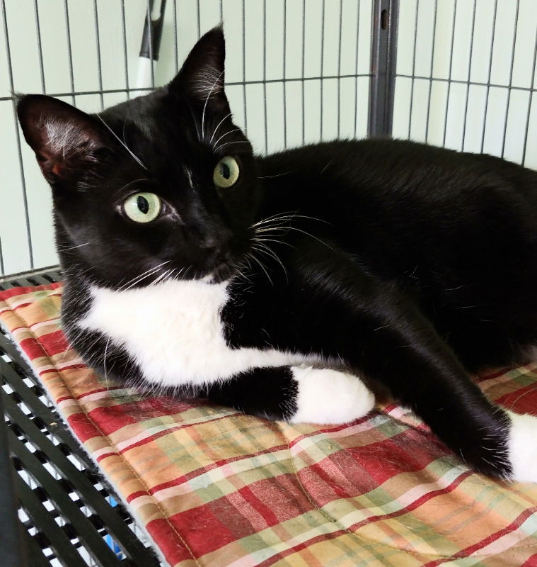 Marla, an adoptable Tuxedo, Domestic Short Hair in Ocala, FL, 34482 | Photo Image 2