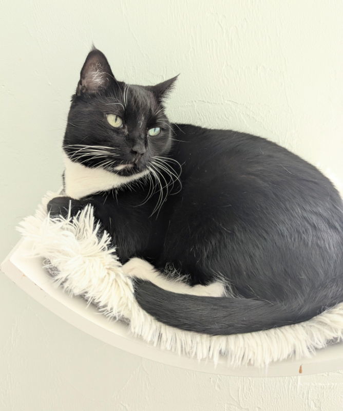 Marla, an adoptable Tuxedo, Domestic Short Hair in Ocala, FL, 34482 | Photo Image 2