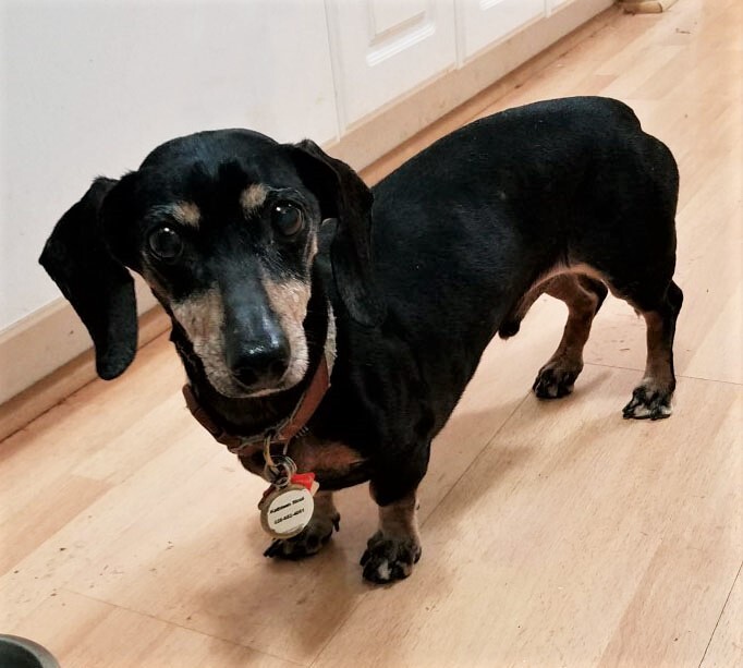 Dog For Adoption Basil In Nc A Dachshund In Burnsville Nc Petfinder