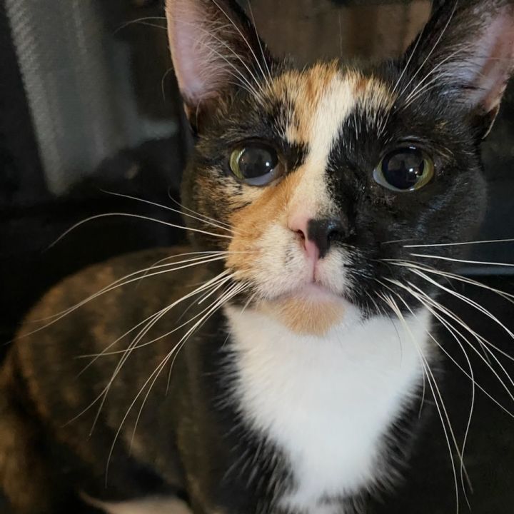 Cat for adoption - Catherine, a Calico & Domestic Short Hair Mix in ...