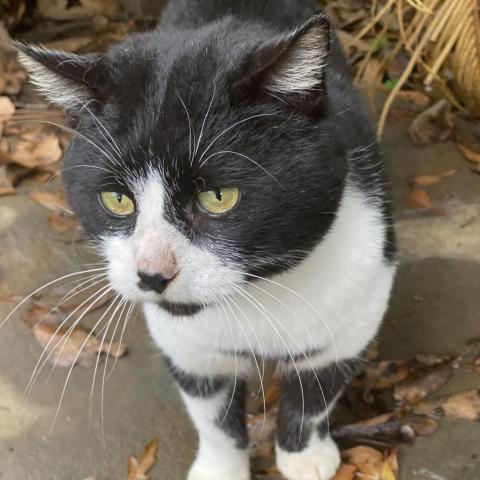 Hawkeye, an adoptable Domestic Short Hair in Folsom, LA, 70437 | Photo Image 1