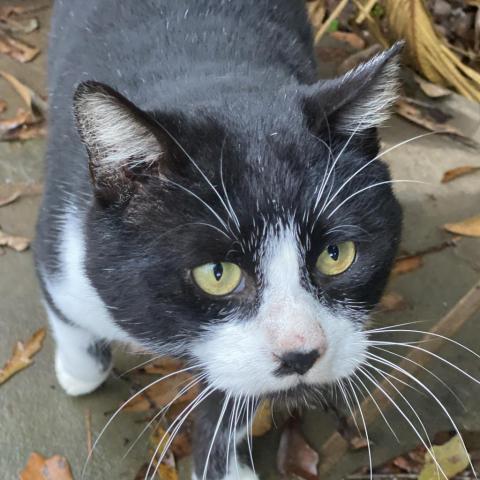 Hawkeye, an adoptable Domestic Short Hair in Folsom, LA, 70437 | Photo Image 2