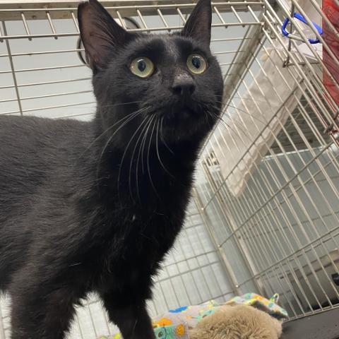 Talbot, an adoptable Domestic Short Hair in Folsom, LA, 70437 | Photo Image 1